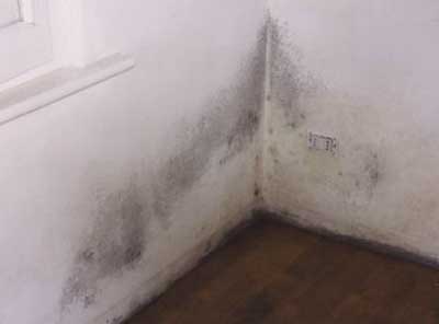muffa sui muri da umidità di risalita