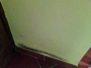 danni agli intonaci - umidità di risalita